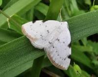 Attēlu rezultāti vaicājumam “Lomographa bimaculata”