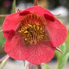 Attēlu rezultāti vaicājumam “Galium rivale leaf”