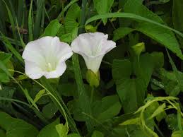 Attēlu rezultāti vaicājumam “Calystegia sepium fruit”