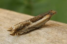 Attēlu rezultāti vaicājumam “Ancylis apicella”