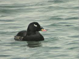 Attēlu rezultāti vaicājumam “Melanitta fusca male”