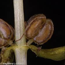Attēlu rezultāti vaicājumam “Callitriche hermaphroditica leaf”