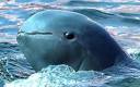 Thousands of rare Irrawaddy dolphins found - Telegraph