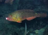 Image result for Sparisoma cretense