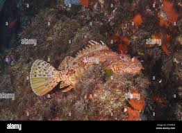 Image result for Scorpaena scrofa