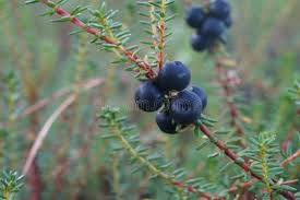 Attēlu rezultāti vaicājumam “Empetrum nigrum fruit”