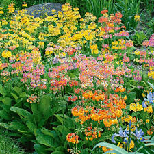 Attēlu rezultāti vaicājumam “Primula x margotae”