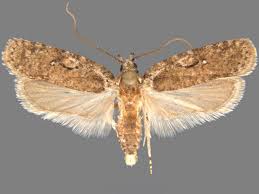 Attēlu rezultāti vaicājumam “Agonopterix hypericella”