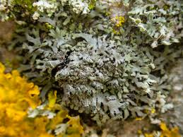 Attēlu rezultāti vaicājumam “Phaeophyscia orbicularis”