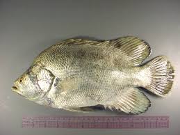 Image result for Lobotes surinamensis