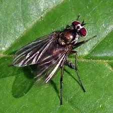 Attēlu rezultāti vaicājumam “Dolichopodidae”