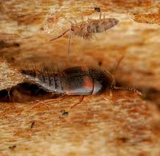 Attēlu rezultāti vaicājumam “Sepedophilus sp.”