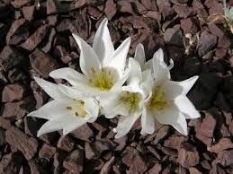 Attēlu rezultāti vaicājumam “Colchicum szovitsii subsp. szovitsii flower”