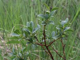 Attēlu rezultāti vaicājumam “Salix myrsinifolia”