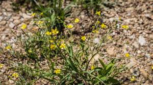 Attēlu rezultāti vaicājumam “Ranunculus flammula fruit”