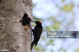 Attēlu rezultāti vaicājumam “Dryocopus martius nest”