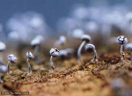 Attēlu rezultāti vaicājumam “Physarum obscurum young”