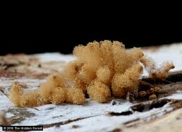 Attēlu rezultāti vaicājumam “Arcyria imperialis spores”