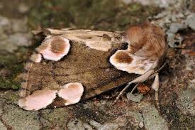 Attēlu rezultāti vaicājumam “Thyatira batis”