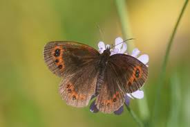 Attēlu rezultāti vaicājumam “Erebia aethiops upperside”