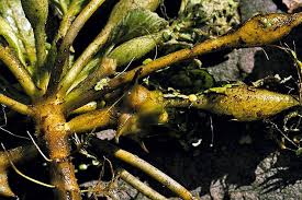 Attēlu rezultāti vaicājumam “Trapa natans”