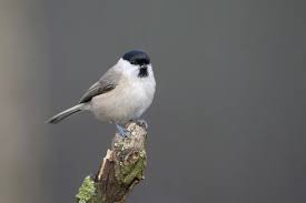 Attēlu rezultāti vaicājumam “Poecile palustris adult”