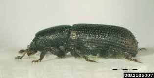 Attēlu rezultāti vaicājumam “Hylastes sp.”