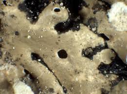 Attēlu rezultāti vaicājumam “Menegazzia terebrata”