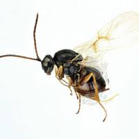 Attēlu rezultāti vaicājumam “Aulacidea hieracii”