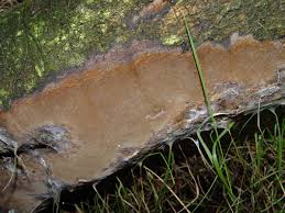 Attēlu rezultāti vaicājumam “Phellinus laevigatus”