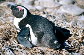 Image result for Spheniscus demersus