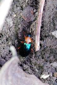 Attēlu rezultāti vaicājumam “Lebia chlorocephala”