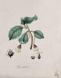 Attēlu rezultāti vaicājumam “Fagus sylvatica flower”