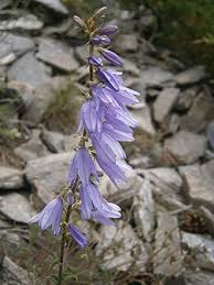 Attēlu rezultāti vaicājumam “Campanula bononiensis”