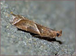 Attēlu rezultāti vaicājumam “Nyctegretis lineana”