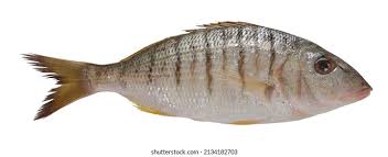 Image result for Lithognathus mormyrus