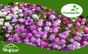 Image result for Iberis umbellata