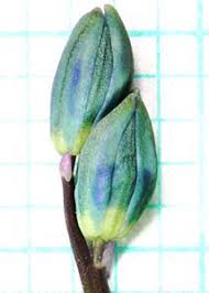 Attēlu rezultāti vaicājumam “Scilla siberica bud”