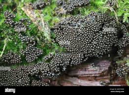 Attēlu rezultāti vaicājumam “Cribraria argillacea stalked”