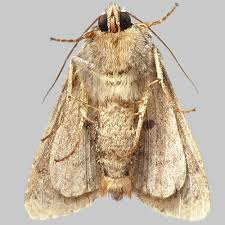 Attēlu rezultāti vaicājumam “Apamea epomidion”