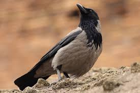 Attēlu rezultāti vaicājumam “Corvus cornix adult”