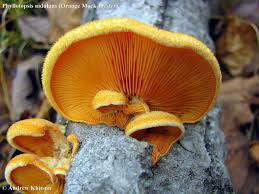 Attēlu rezultāti vaicājumam “Phyllotopsis nidulans”