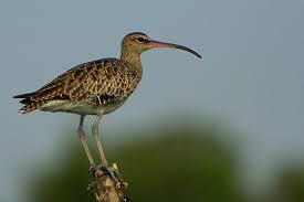 Attēlu rezultāti vaicājumam “Numenius phaeopus”