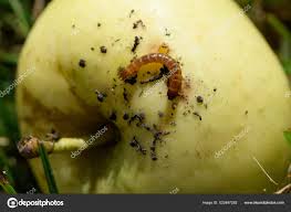 Attēlu rezultāti vaicājumam “Elateridae larva”