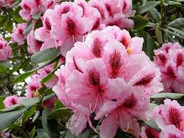 Attēlu rezultāti vaicājumam “rhododendron”