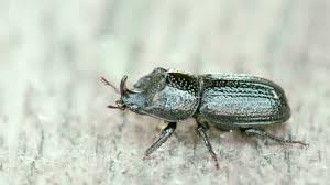 Attēlu rezultāti vaicājumam “Necrobia violacea”