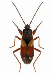 Attēlu rezultāti vaicājumam “Eremocoris plebejus”