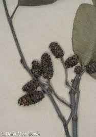 Attēlu rezultāti vaicājumam “Alnus incana fruit”