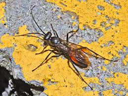 Attēlu rezultāti vaicājumam “Pompilidae”