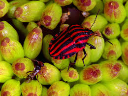 Attēlu rezultāti vaicājumam “Graphosoma lineatum imago”